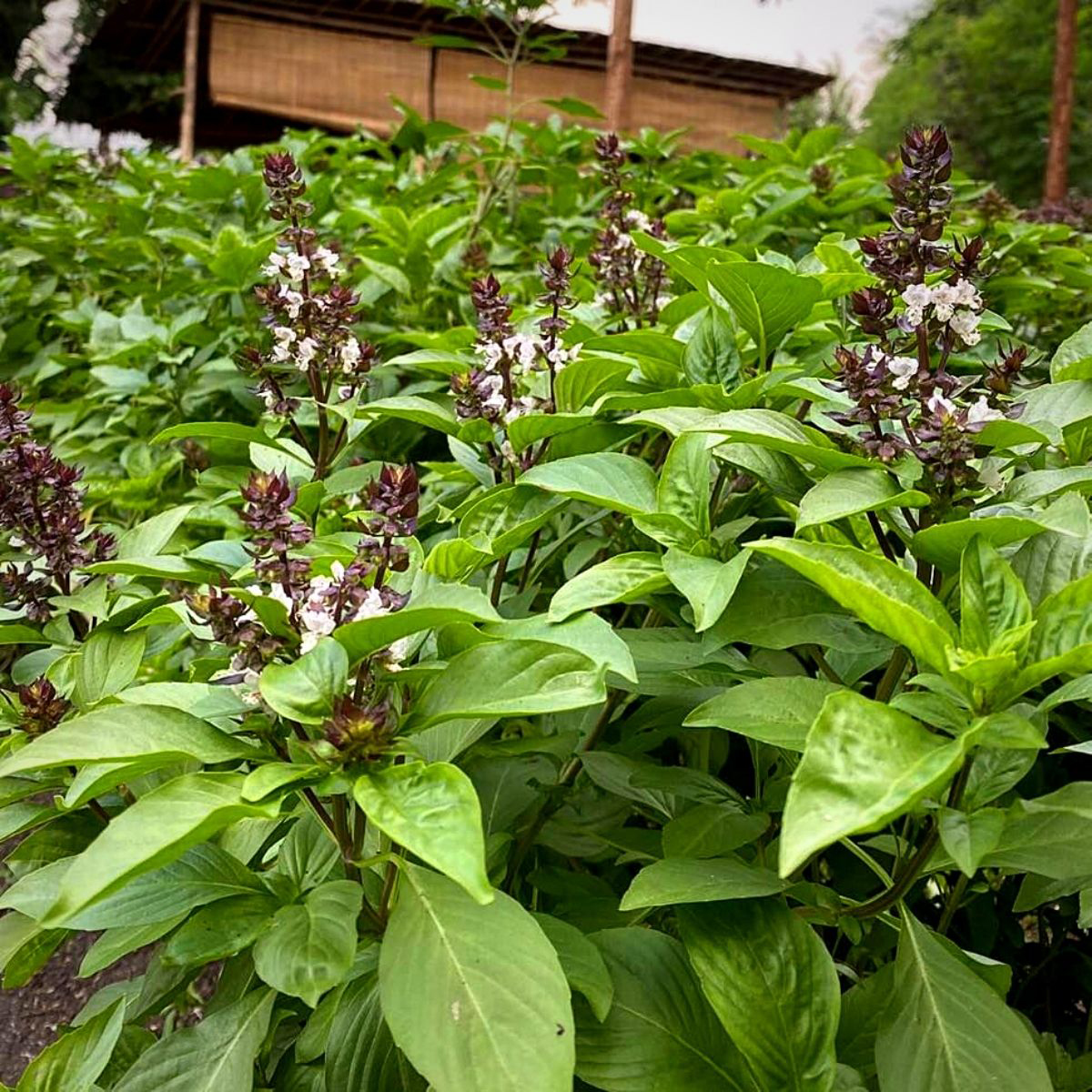 Thai-basil