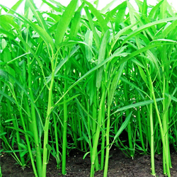 Water-Spinach
