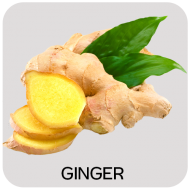Ginger