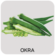 Okra